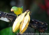 Costa Rica birdwatching